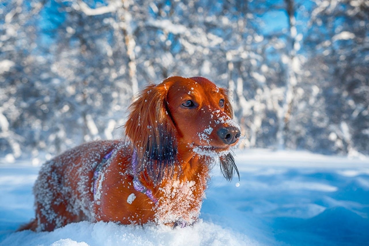 Dachshund outdoors with its feet burried in snow