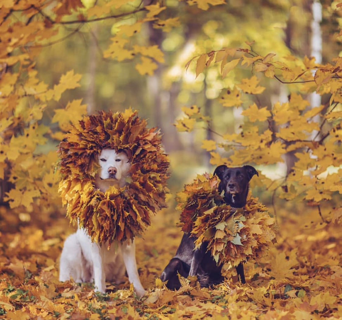 An Akita and a black dog sitting in the forest while wearing a dried maple leaves head piece