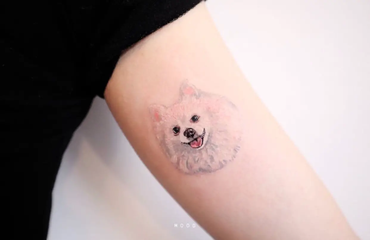 face of white Pomeranian tattoo on the biceps