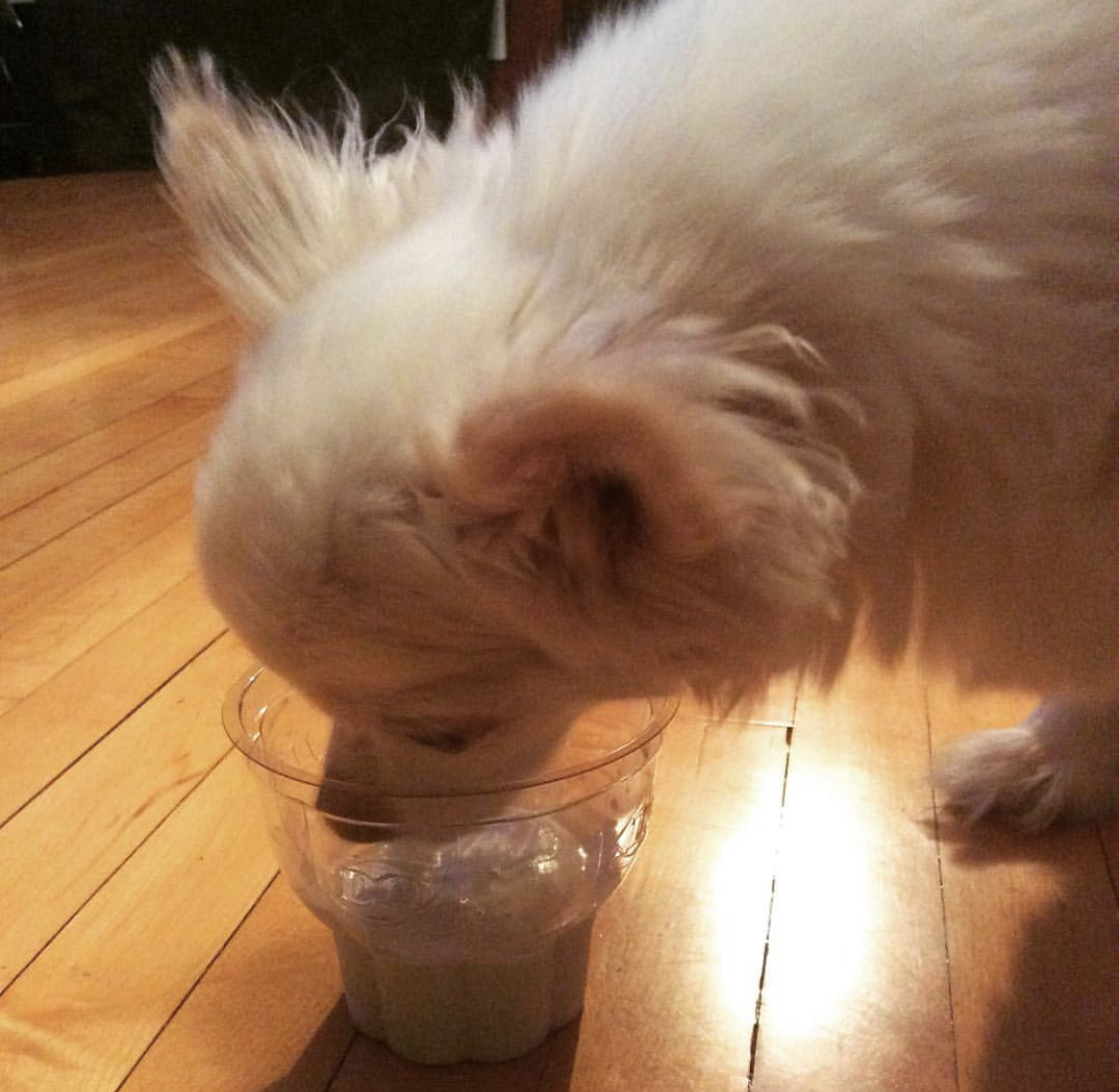 A Chihuahua licking the ice in the bowl