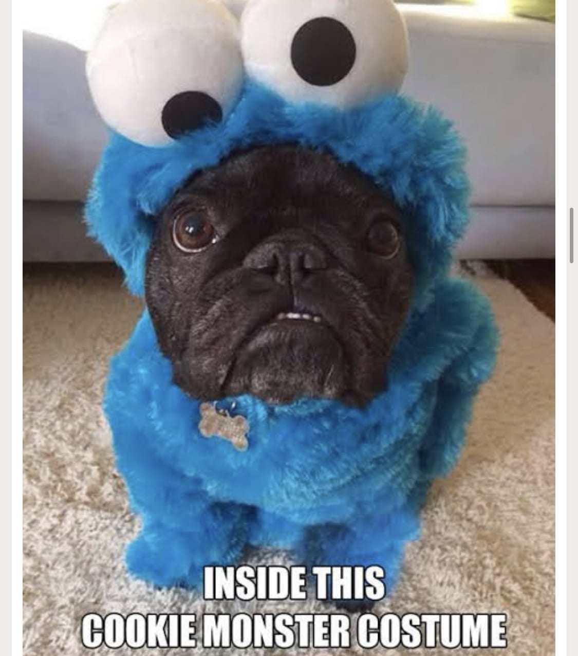 black French Bulldog in a cookie monster costume with caption 