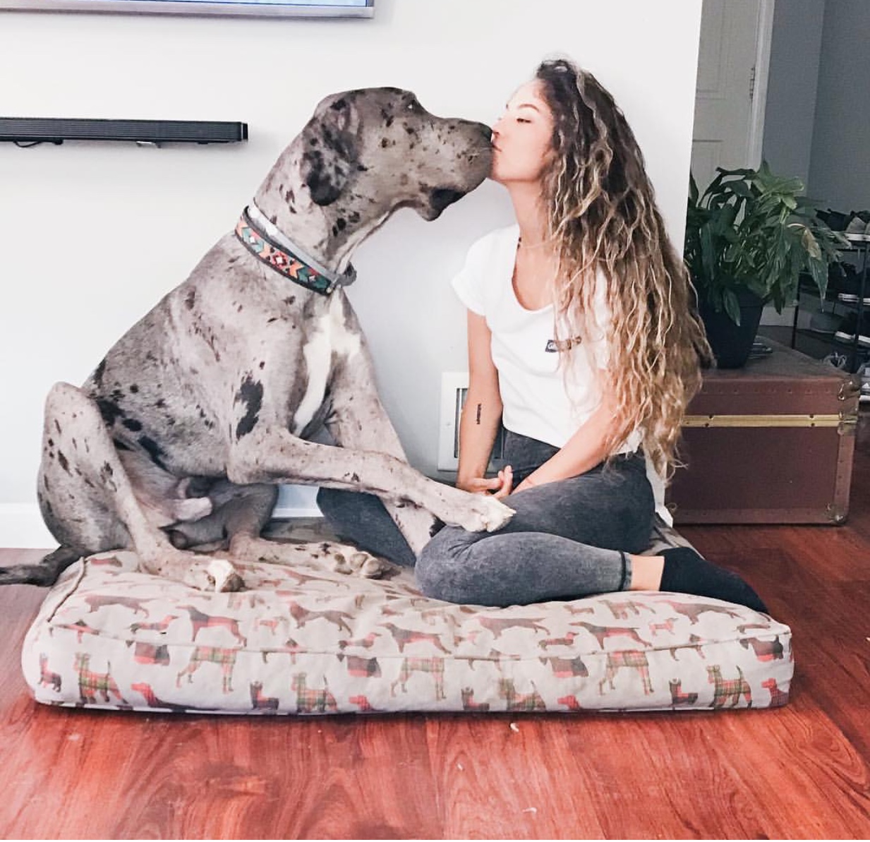 Great Dane sitting on it bed while kissing the woman who is sitting in front of him