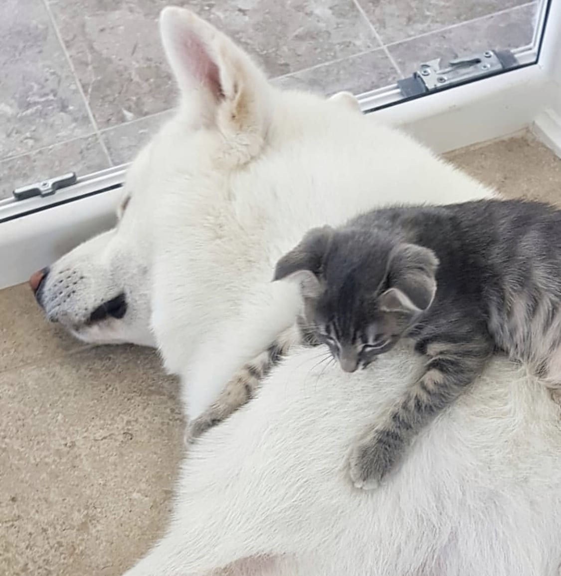 Akita sleeping on the carpet in the front door with a kitten lying on top of her