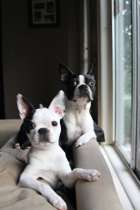 two Boston Terrier in its curious face while sitting beside the window