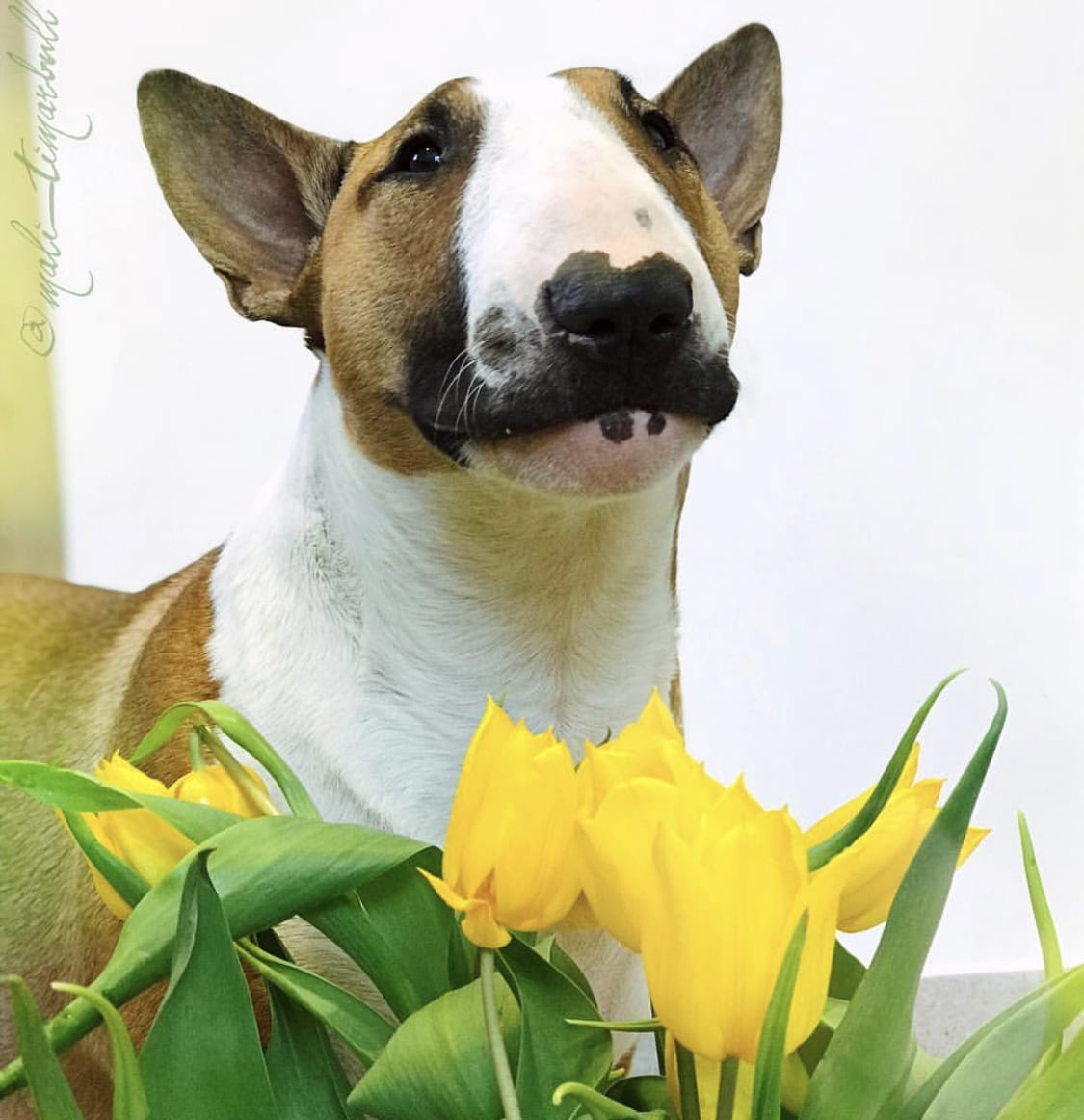 A Bull Terrier standing behind the yellow tulip flowers