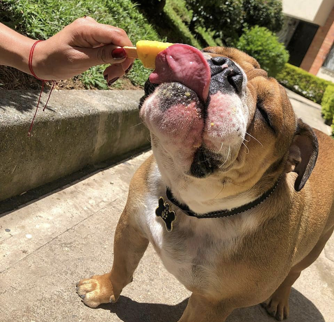 A English Bulldog at the park licking a popsicle