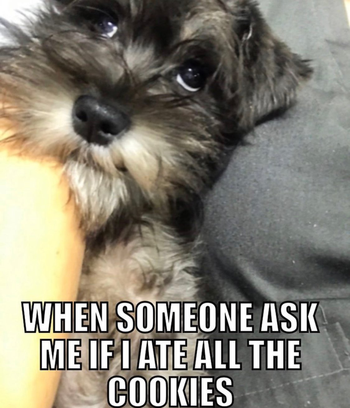 Schnauzer on the side of the girl while looking up at her with its sweet eyes photo with a text