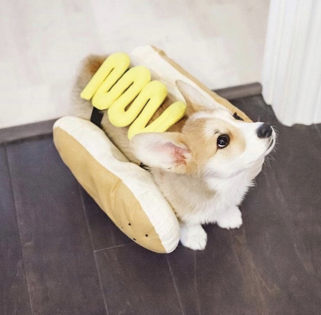 Corgi wearing a hotdog bun costume while standing on the floor and looking up