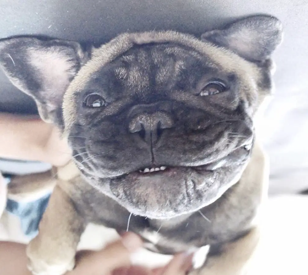 A French Bulldog lying on its back on the couch while being rubbed on its belly
