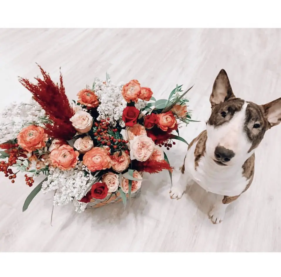 A Bull Terrier sitting on the floor with roses on a basket next to him