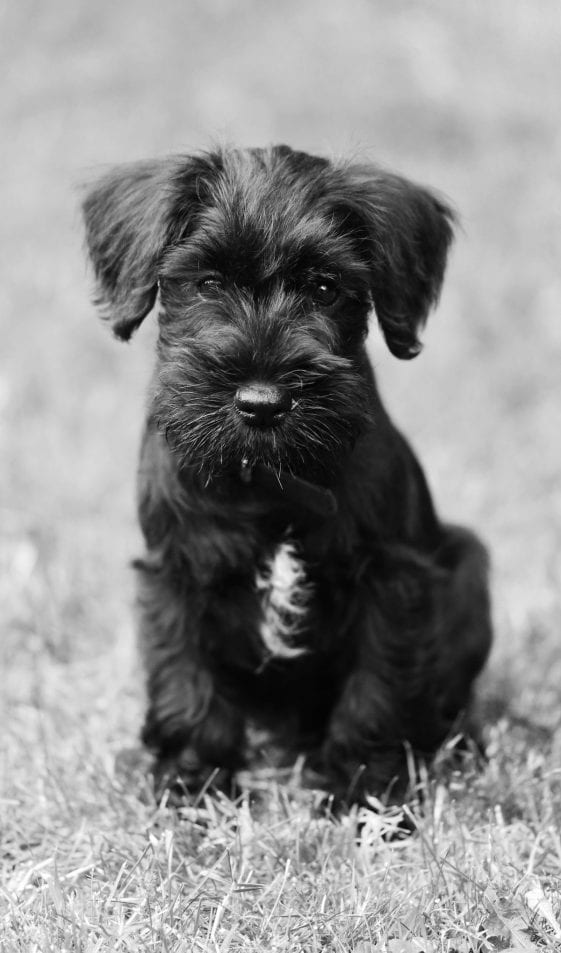 black Schnauzer puppy sitting