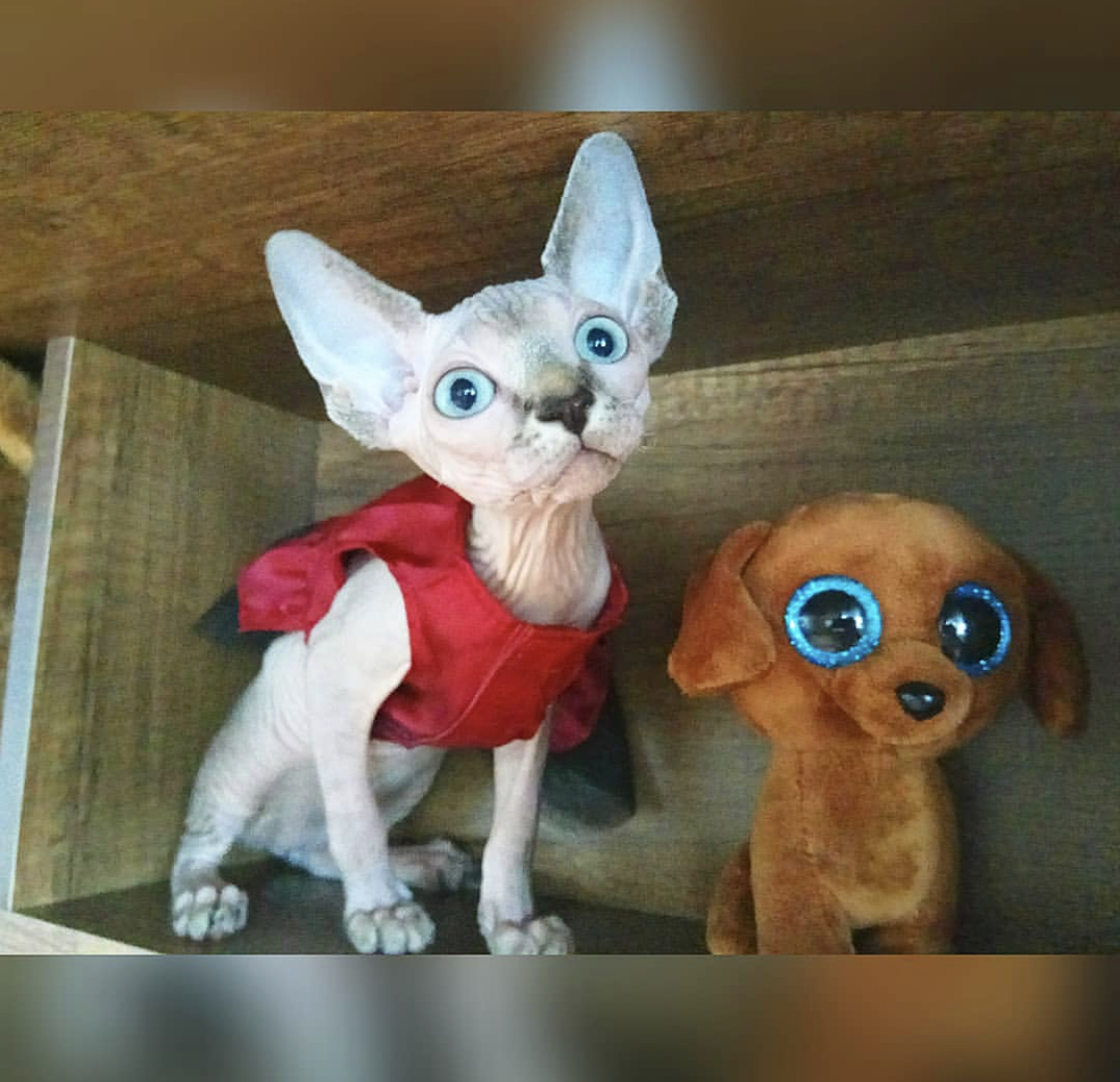 Sphynx sitting in the cabinet next to a puppy stuffed toy