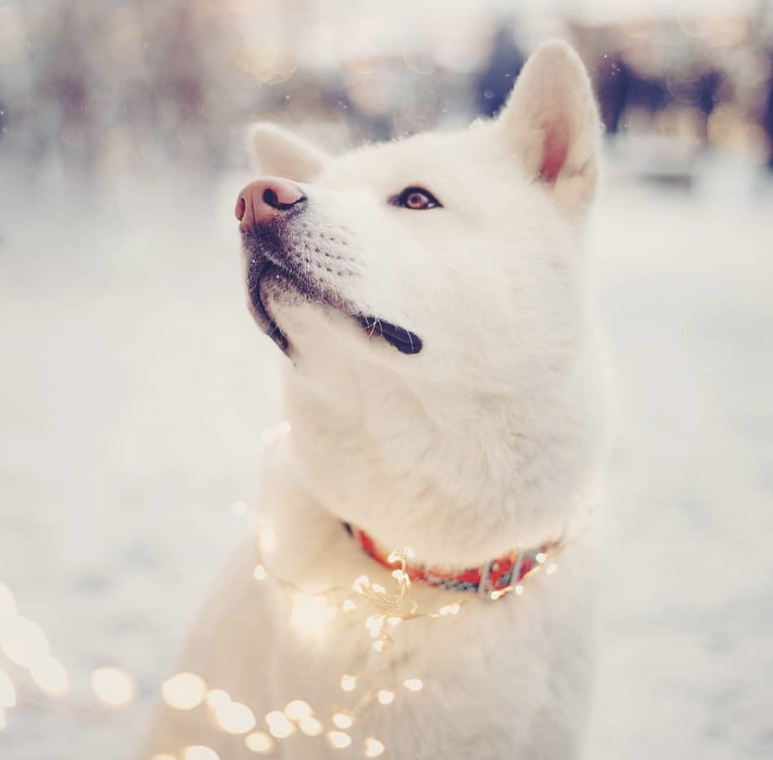 Akita sitting in snow outdoor with fairy lights around its neck while looking up in sideways