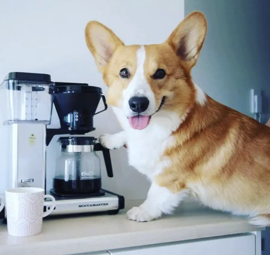 Corgi standing on the counter with its paws on the coffee maker