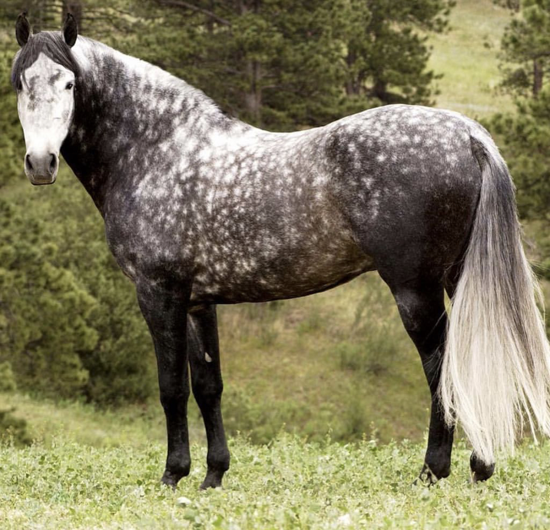 A black and white horse standing in the mountain