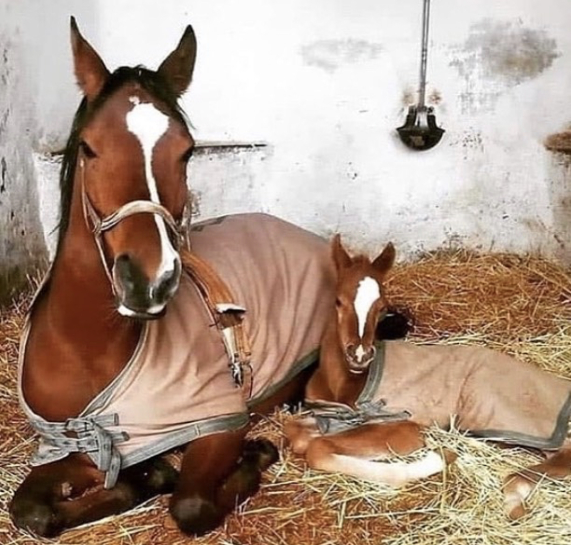 an adult red horse lying in the hay with her baby horse