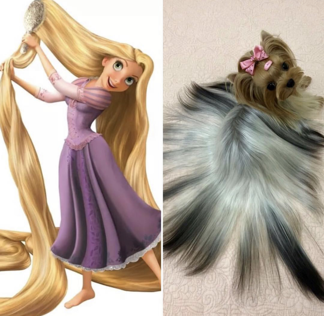photo of Rupunzel combing its long hair next to the photo of a Yorkshire Terrier lying down on the floor with its straight hair spread out