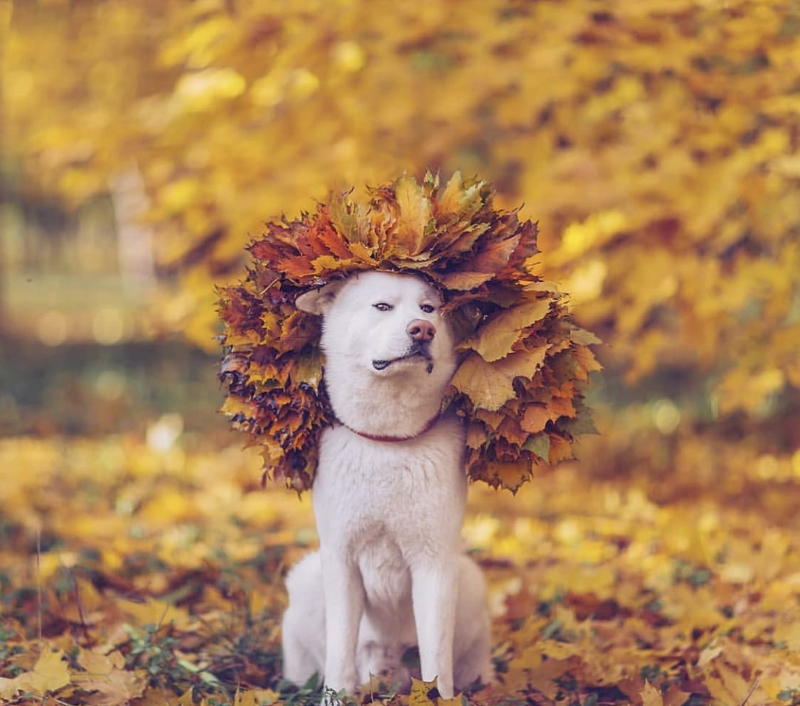 An Akita sitting on top of the dried leaves while wearing a dried maple leaves on top of his head