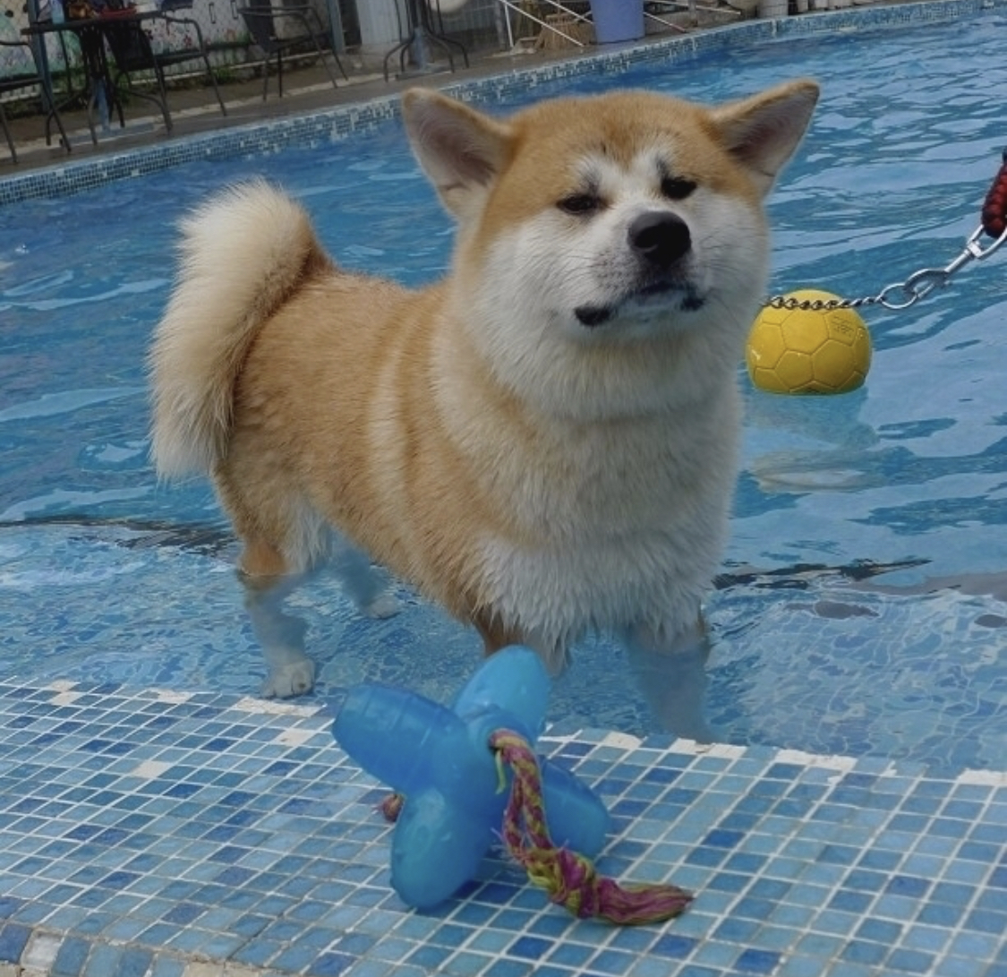 Akita Inu standing on the stairs in the pool