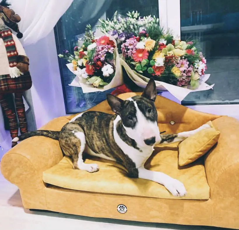 A Bull Terrier lying on the yellow couch with a bouquet of flowers behind