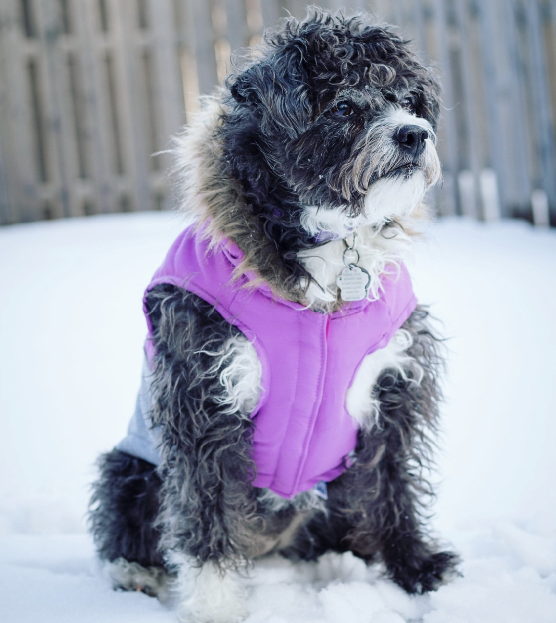 A Boston Poodle sitting in snow outdoors