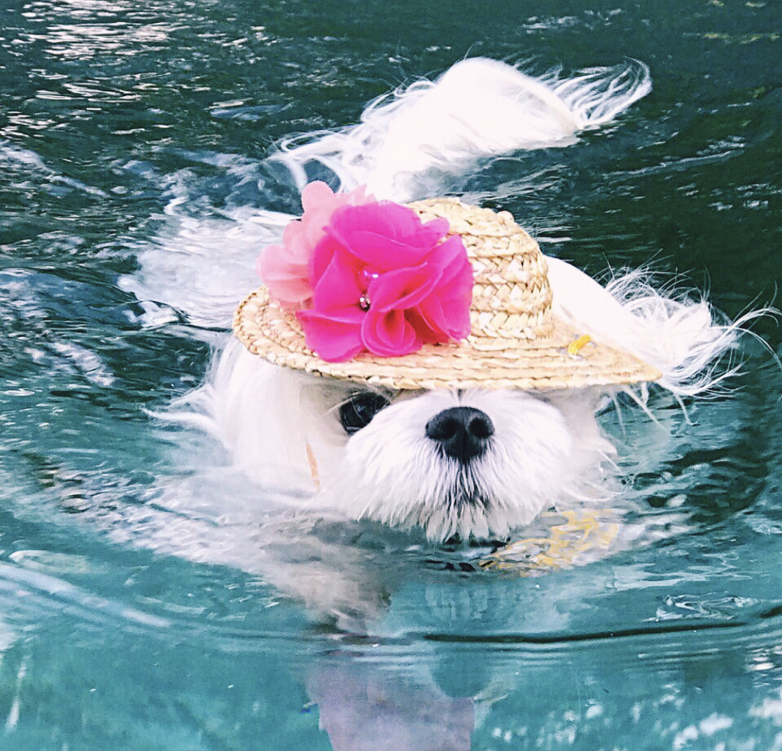 A Maltese wearing a summer hat while swimming in the water