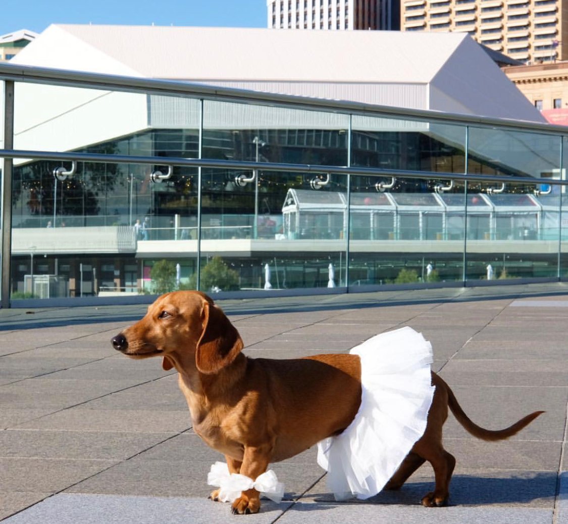 Dachshund wearing a white tutu