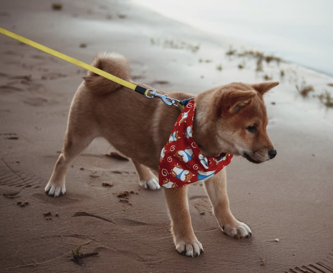 A Shiba Inu puppy standing by the seashore