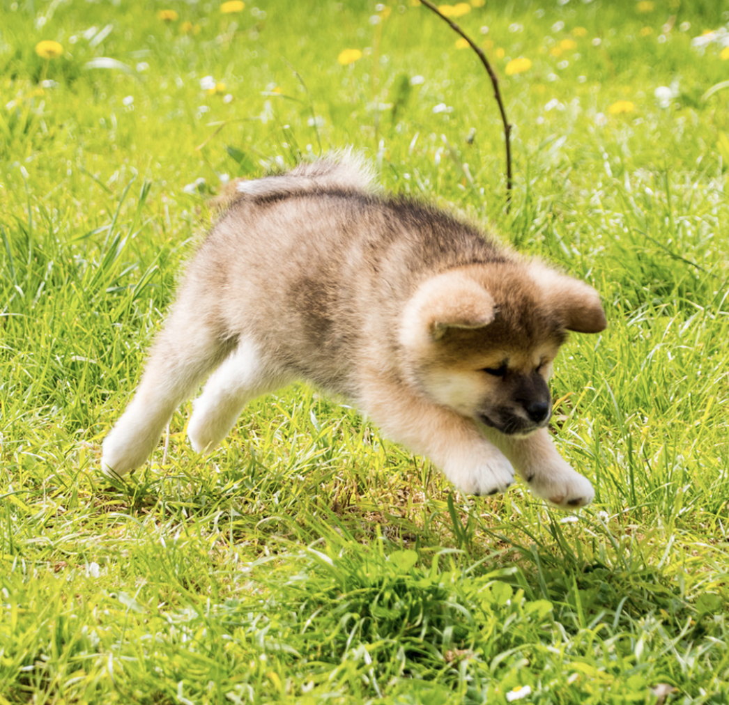 Akita Inu jumping over the grass in the yard