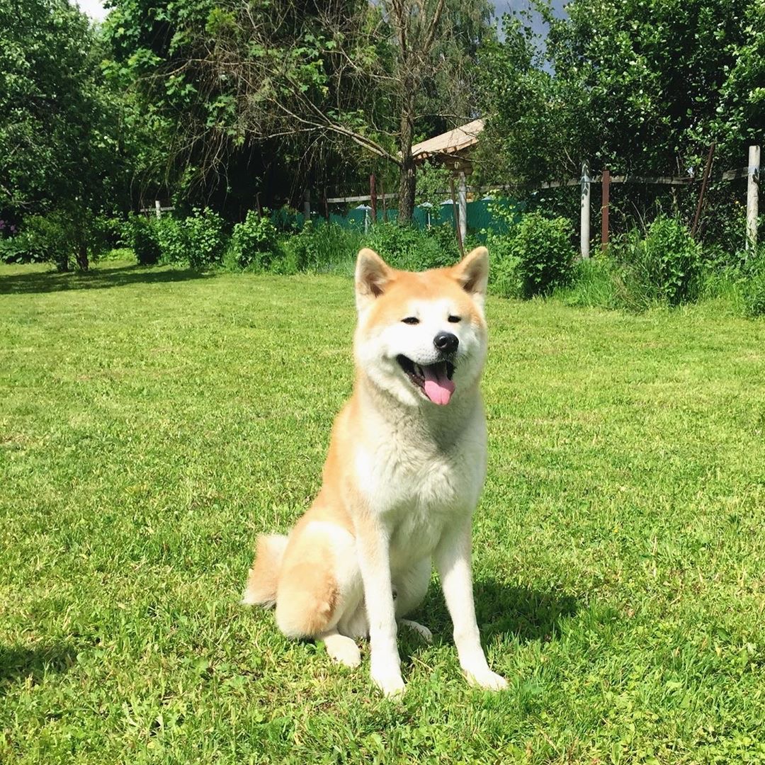 Akita sitting on the green grass with its mouth open and tongue out