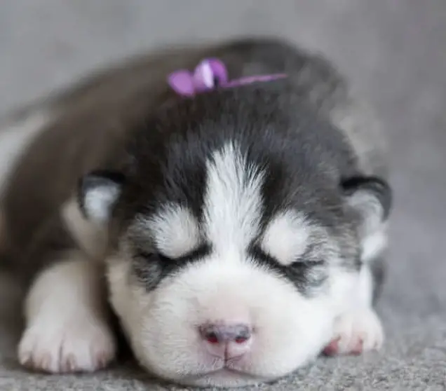 An adorable husky puppy sleeping on the floor while wearing purple collar