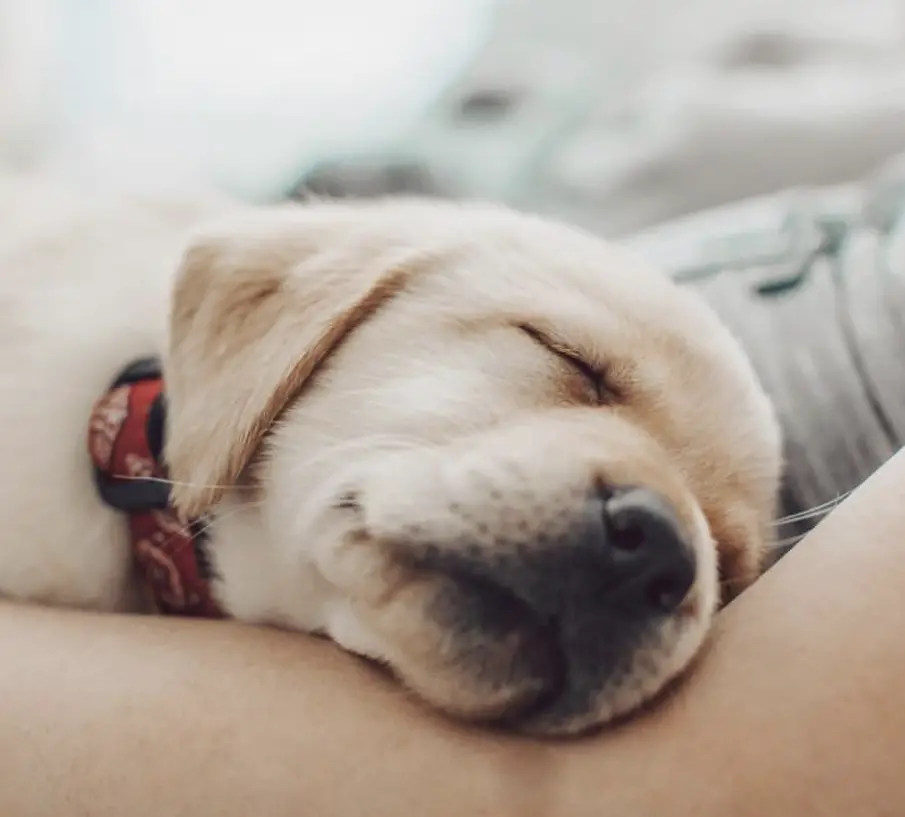 A yellow Labrador Retriever puppy sleeping in the arms of the person