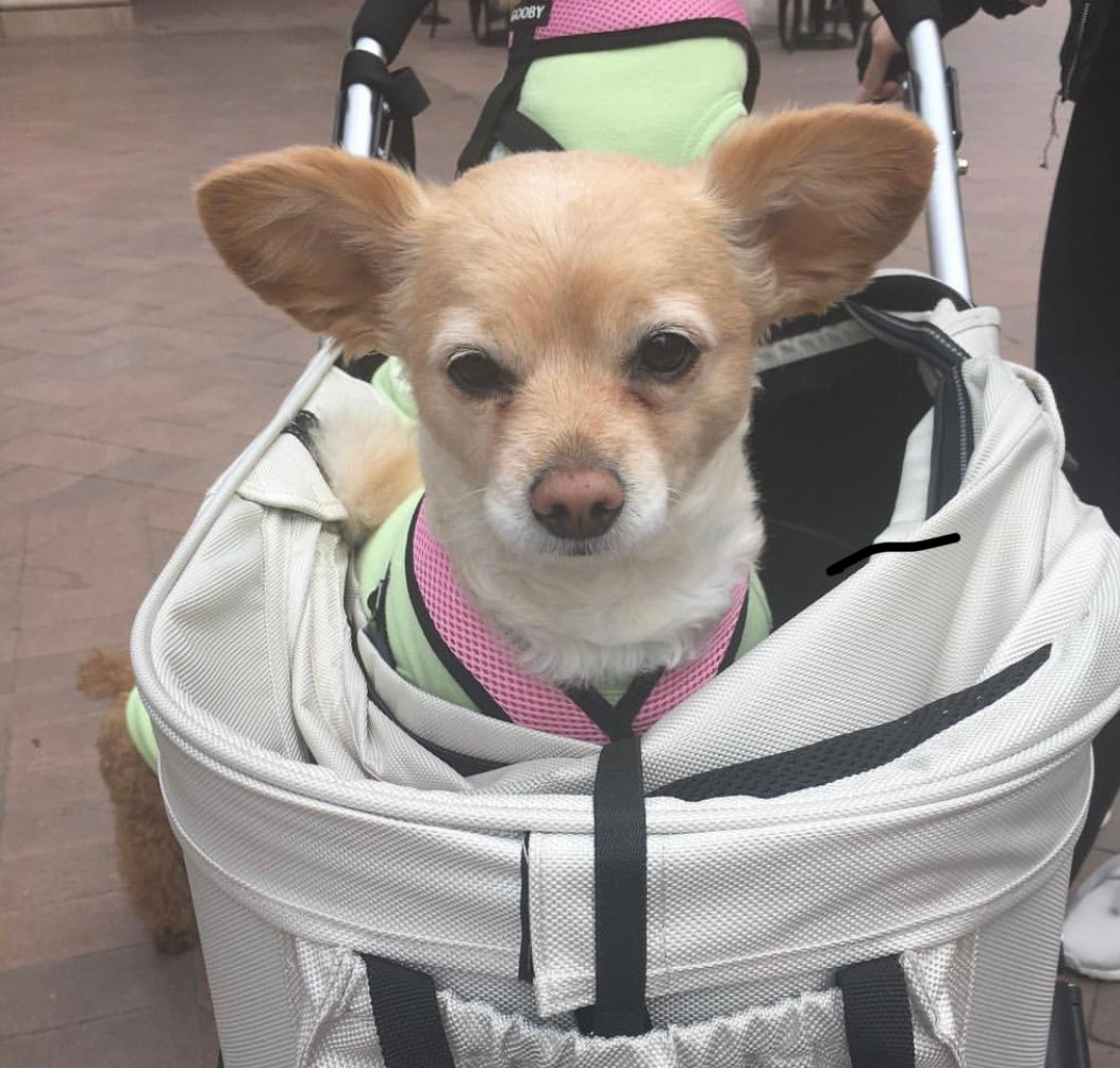 Corhuahua in a stroller