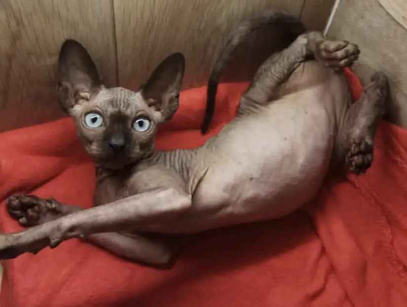 Sphynx lying on the bed stretching its body