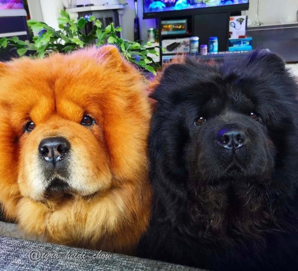 A red and black Chow Chow sitting at the table with a their begging faces