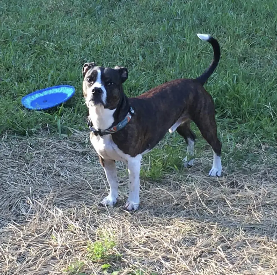 A Dach Terrier standing on the grass with a frisbee behind him