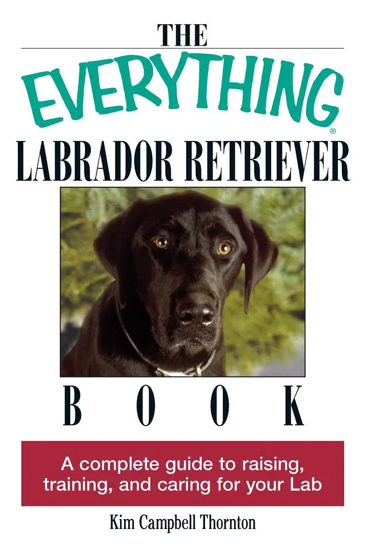 square photo of a Labrador Retriever and with title- The everything Labrador Retriever book