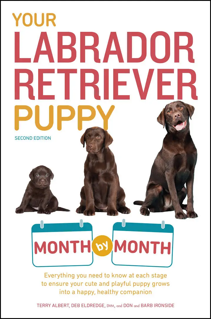 puppy to adult Labrador Retriever photos and with title - You Labrador Retriever puppy mom by month