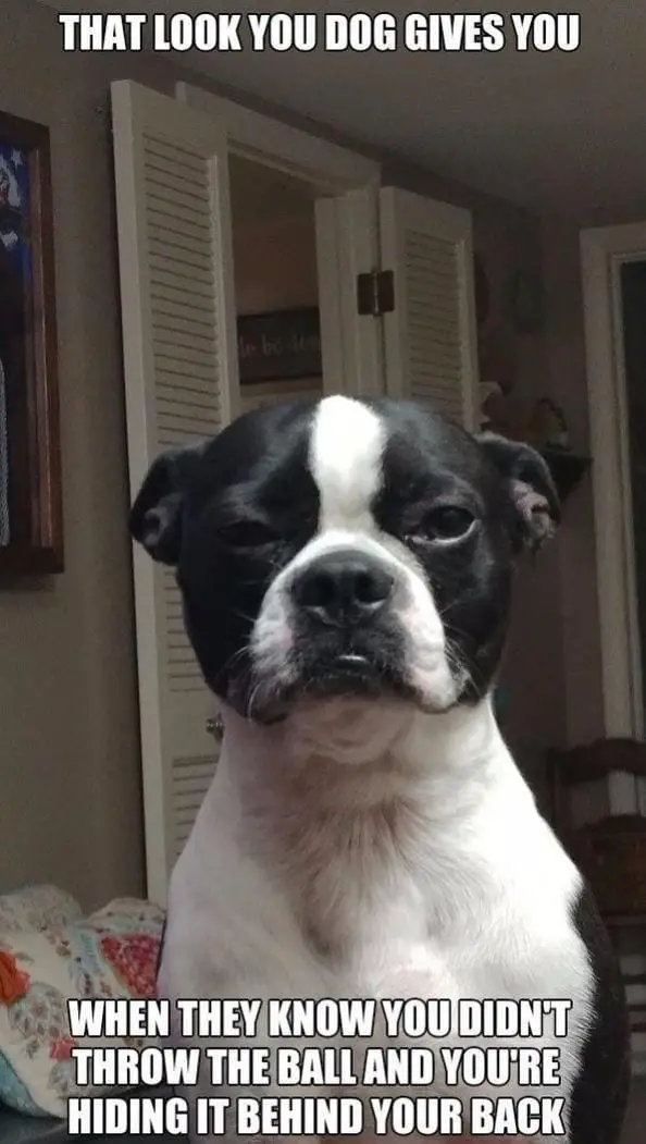 Boston Terrier staring with serious face and a text 