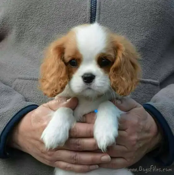 holding a cute cavalier king charles spaniel puppy