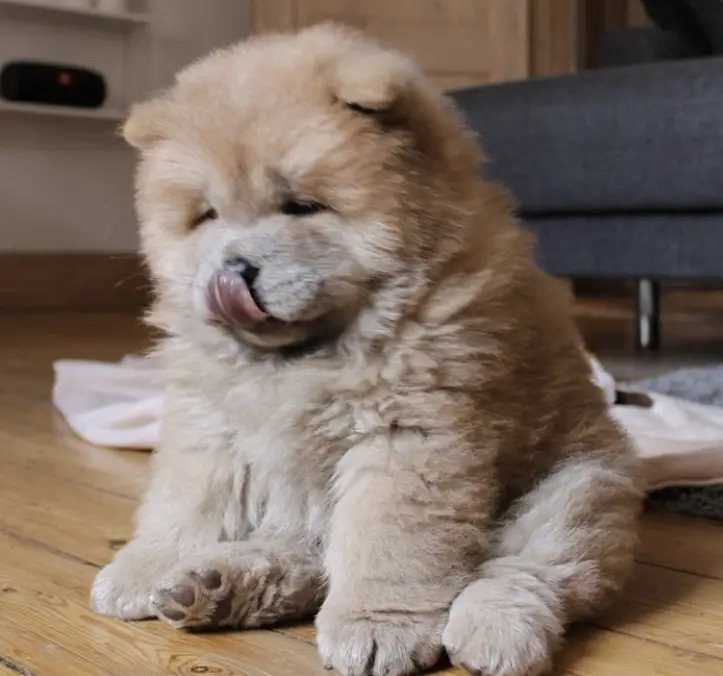 A Chow Chow puppy sitting on the floor like licking its mouth
