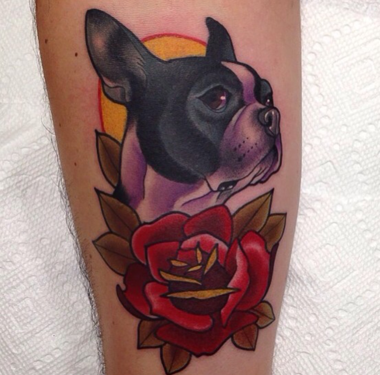 realistic sideview face of Boston Terrier with rose tattoo on the leg