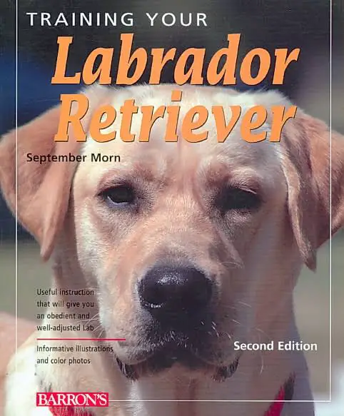 photo of a Labrador Retriever puppy and with title - Training your Labrador Retriever