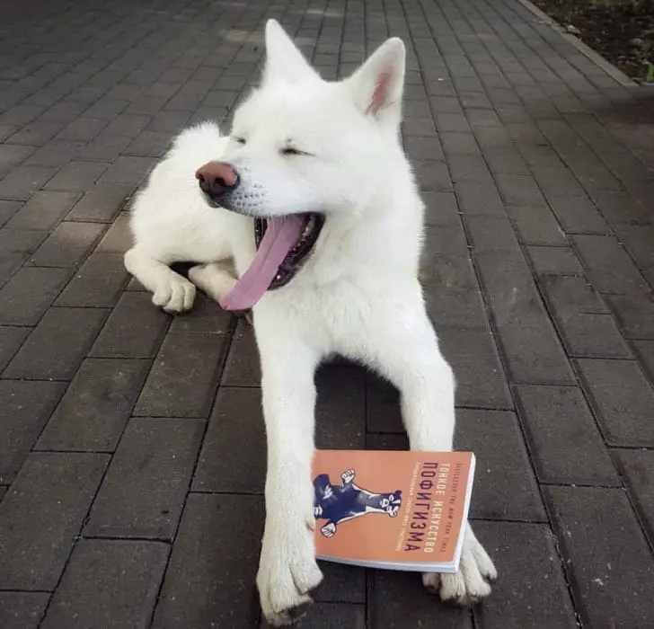 Akita lying down on a pavement pathway with a book in its hands while yawning