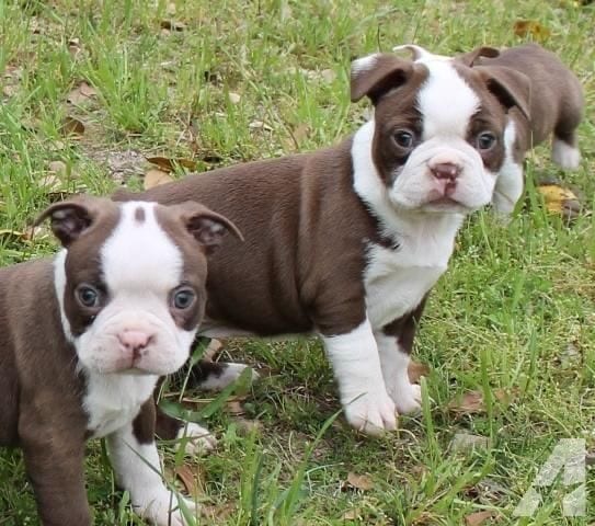 cute brown Boston Terrier taking a walk at the park