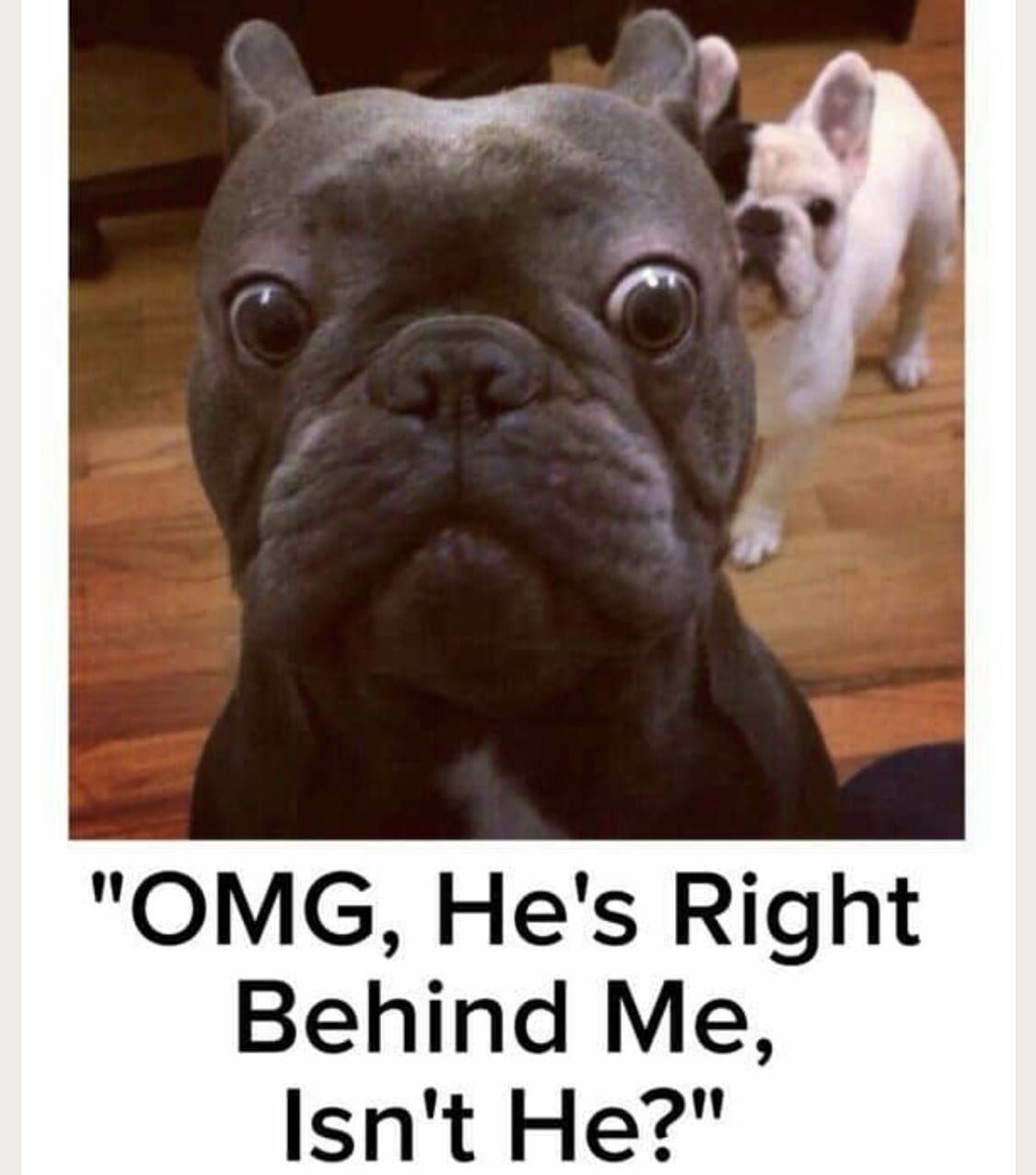 scared black French Bulldog with a white French Bulldog behind him photo with a text 