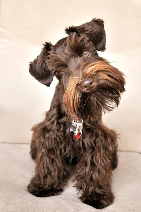 brown Schnauzer dog tilting its head