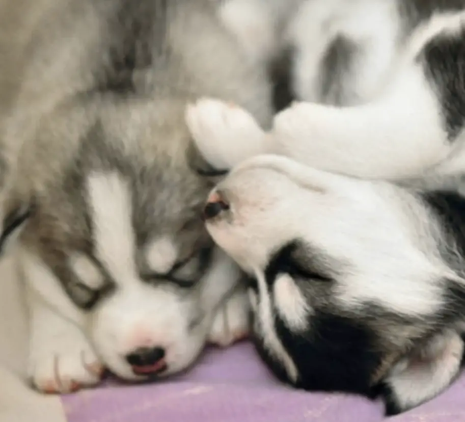 two Husky Puppies sounldy sleeping beside each other