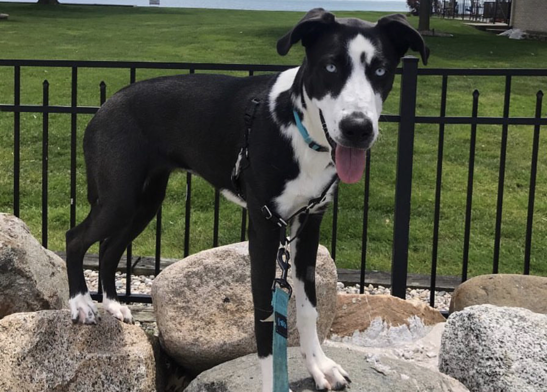 Greatsky stnding on top of the pile o f big rocks with a fence behind him