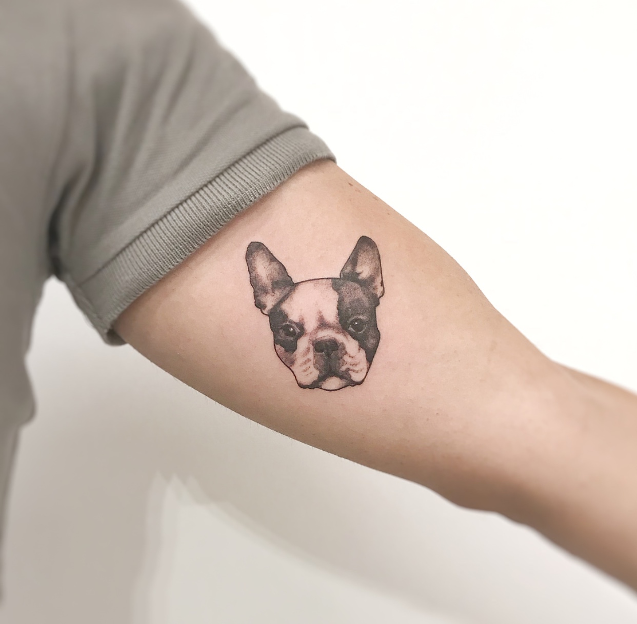 face of Boston Terrier tattoo on biceps
